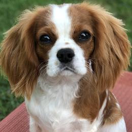 Sunny - Cavalier King Charles Spaniel