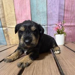 Creed - Black and silver male Miniature Schnauzer puppy in Lufkin, Texas from C&K’s Schnauzer House
