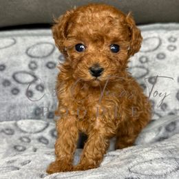 Girl 1 - female Poodle puppy in Austin, Texas from C & C Texas Toy Poodles