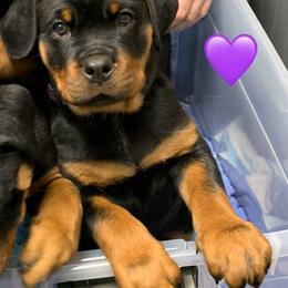 Rottweiler Puppies from Thomas Rotts