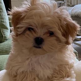 Maltese and Maltipoo Puppies from PrissyPawz