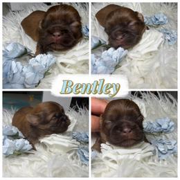 Bentley - Liver male Shih Tzu puppy in Colorado Springs, Colorado from Shih Tzu’s  ‘N’ Love