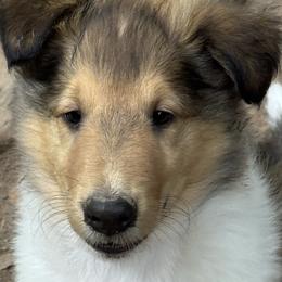 Collies from Hedge Haven Farm