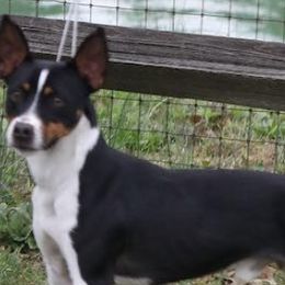 Spanky - Rat Terrier