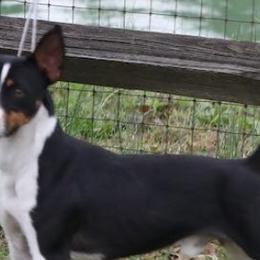 Spanky - Rat Terrier