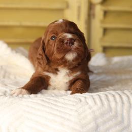 Sorcha (lilac collar) - Red female Irish Doodle puppy in Mouth Of Wilson, Virginia from HoneyBunn Doodle Co.