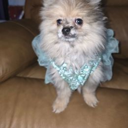 Hunnibunnies shishu - Blue merle female Pomeranian puppy in Cleveland, Ohio from Hunnibunnies