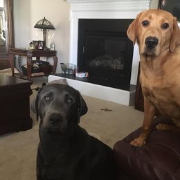 Dilute Retriever All Grown Up from Palmetto Moon Labradors