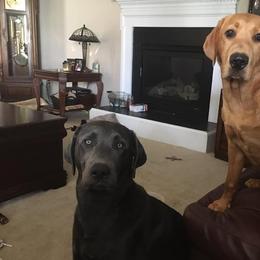 Dilute Retriever All Grown Up from Palmetto Moon Labradors