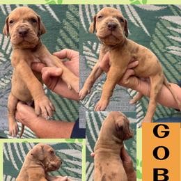 Goblin - Merle male Great Dane puppy in Wellsville, New York from Prophecy Danes