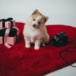 Beau - White male Pomsky puppy in Bucyrus, Missouri from Hill Top Pomskies