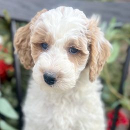 Ginger - Parti Goldendoodle puppy in Saint John, Indiana from Lulu's Goldendoodles