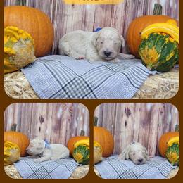 Cider - Apricot male Goldendoodle puppy in Grabill, Indiana from Rose's Doodles