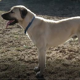 Anatolian Shepherd Dogs from Havenstead Farm