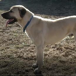 Anatolian Shepherd Dogs from Havenstead Farm