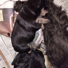 Black & Silver Male - Black and silver Miniature Schnauzer puppy in Templeton, California from Zion Miniature Schnauzers