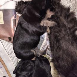 Black & Silver Male - Black and silver Miniature Schnauzer puppy in Templeton, California from Zion Miniature Schnauzers