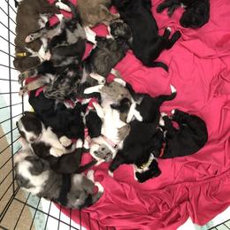Aussiedoodle Puppies from Colorful Colorado Aussiedoodles