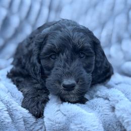 Jerome - Phantom male Goldendoodle puppy in Rainier, Oregon from Beaver Springs Puppies