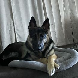 German Shepherd Puppies from Sandy’s Shepherds