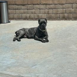 Sierra - Cane Corso