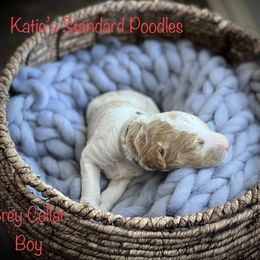 Poodle Puppies from Katie’s Standard Poodles