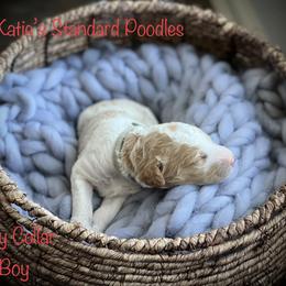 Poodle Puppies from Katie’s Standard Poodles