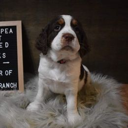 English Springer Spaniel Puppies from Riled Up Ranch Springer Spaniel Puppies