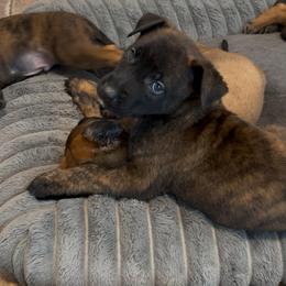 Bumi - Brindle male xDutch Shepherd puppy in Chelsea, Alabama from Alliance K9