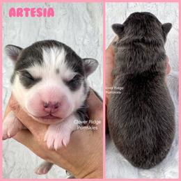 Artesia - Blue female Pomsky puppy in Sheffield, Iowa from Clover Ridge Pomskies