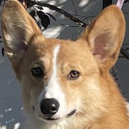 Bond - Pembroke Welsh Corgi