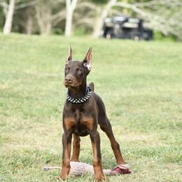 Asia - Red and rust female Doberman Pinscher puppy in Overton, Texas from Obsidian Kennel