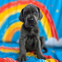 MADONNA Blue brindle point - Blue female Great Dane puppy in Port Clinton, Ohio from LakeSide Danes
