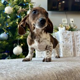 Elektra - Piebald female Dachshund puppy in Temecula, California from Naomi Magee's Dachshund Kennel