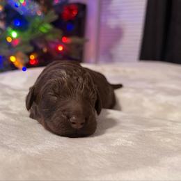 Dustin - Chocolate male Goldendoodle puppy in Eureka, California from North Coast Doodles