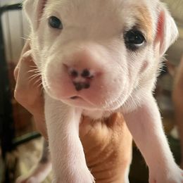 Staffordshire Bull Terrier Puppies from 1LoveStaffies-Hawaii
