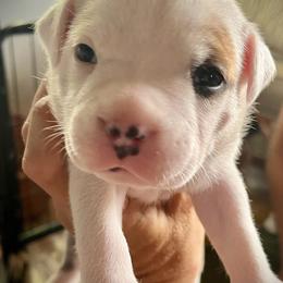 Staffordshire Bull Terrier Puppies from 1LoveStaffies-Hawaii
