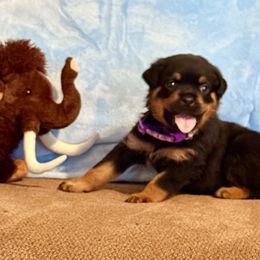 Joey - Black and mahogany male Rottweiler puppy in Partlow, Virginia from Kayara Haus Rottweilers