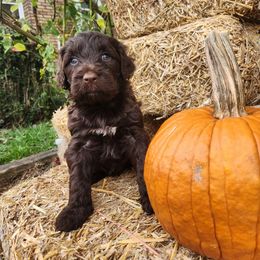 Dock - Brown male Portuguese Water Dog puppy in Williamsport, Pennsylvania from Petersheim Porties