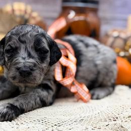 Mica - Merle male Goldendoodle puppy in Lisbon, Ohio from Willow Lane Doodles