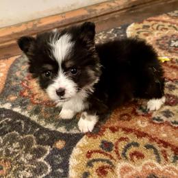 Gray Collar Boy Sage - Black and tan male Pembroke Welsh Corgi puppy in Paris, Kentucky from Flat Run Corgis