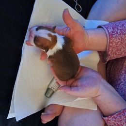 Boston Terrier Puppies from M&Bs Boston Terriers