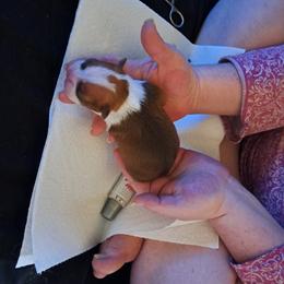 Boston Terrier Puppies from M&Bs Boston Terriers