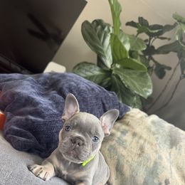 Girl 2 - Blue female French Bulldog puppy in Bolingbrook, Illinois from Yara the Frenchie