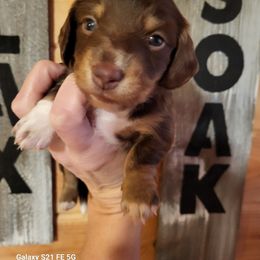 Nora - Chocolate and cream female Dachshund puppy in Antlers, Oklahoma from MoMo's Dachshunds