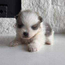 Boy 2 - Blue merle male Pomeranian puppy in Meridian, Idaho from Precious poms