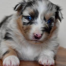 Female 1 - Blue merle female Australian Shepherd puppy in Hamilton, New Jersey from Birch Haus