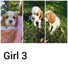 Girl 3 - Cavalier King Charles Spaniel puppy in Stilwell, Oklahoma from Parker's Pups