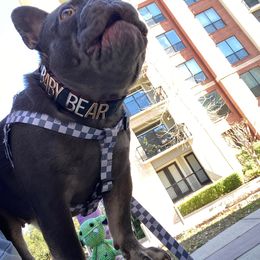 Juno - French Bulldog