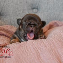 ROSE - Tricolors female French Bulldog puppy in Blue Ridge, Texas from Beason’s HomeGrown Frenchies